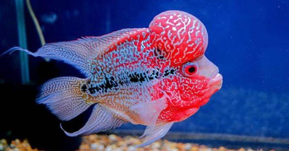 Pinterest.com/Senzeal Aquarium